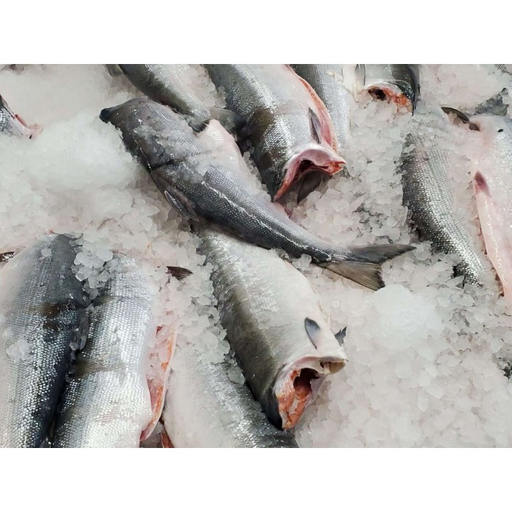 Нерка с/м ПБГ 1/20 Россия